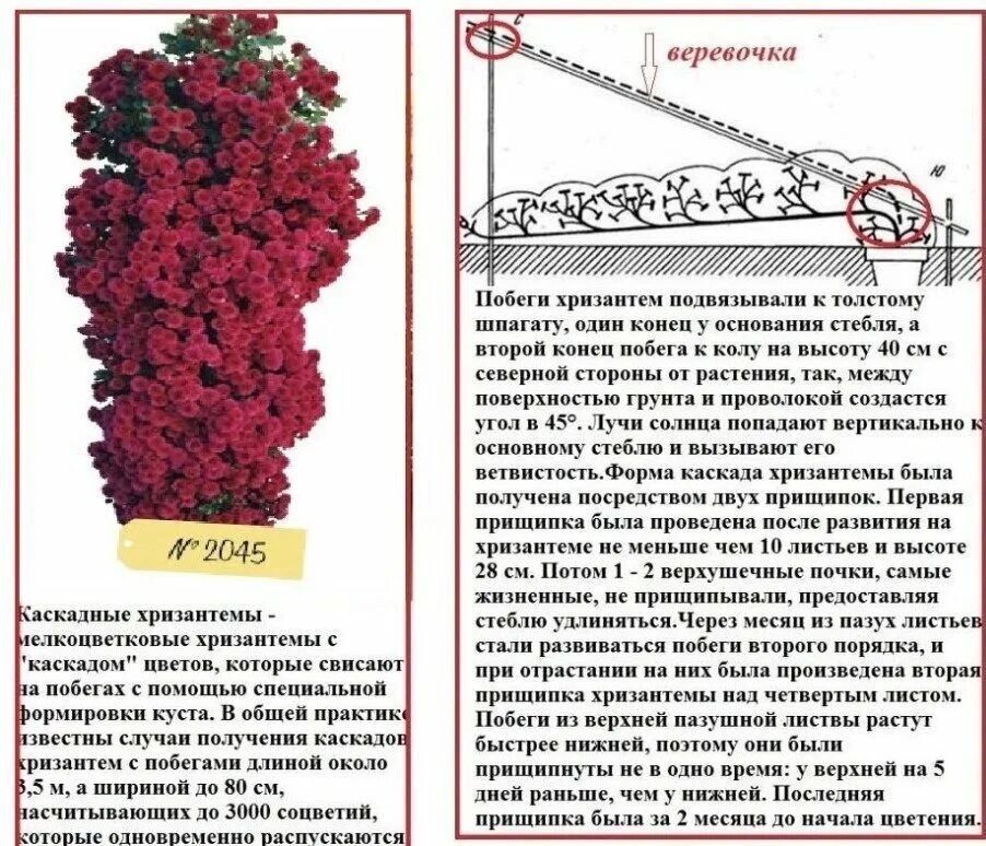 Побег хризантемы. Как формировать хризантему. Прищипывание хризантемы. Хризантема мультифлора прищипка. Схема формирования хризантем.