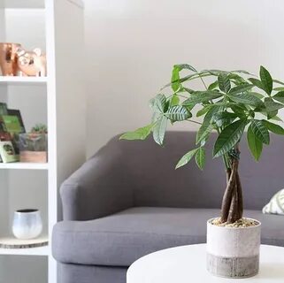 Money tree plant
