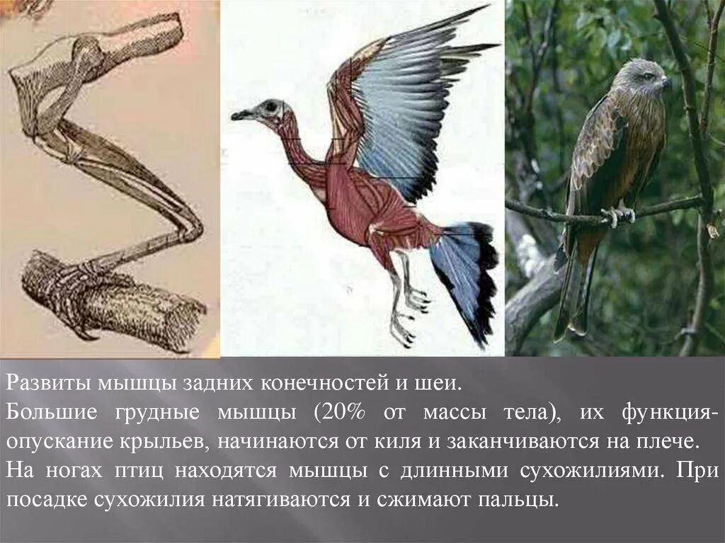 Каковы особенности мускулатуры птиц. Задние конечности птиц. Внешнее строение конечностей птиц. Задние конечности птицы внешнее строение.