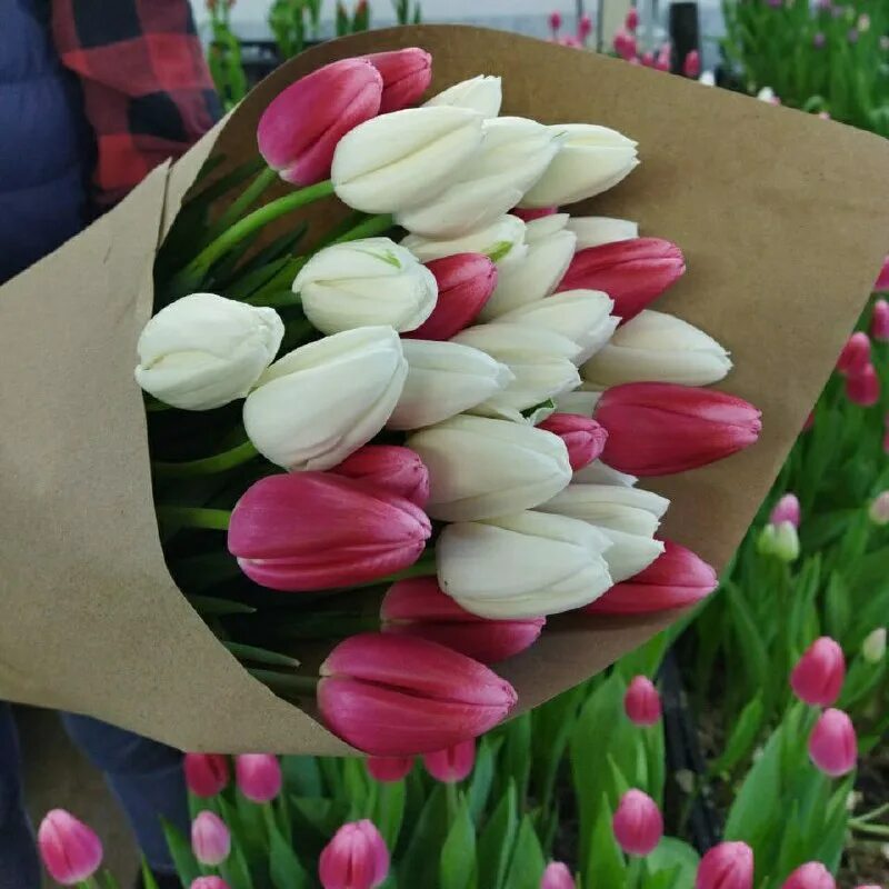 Тюльпан дабл торонто. Тюльпаны пермь купить. Аллея тюльпанов в белгороде. Тюльпаны пионовидные желтые желтые. Тюльпаны пермь.