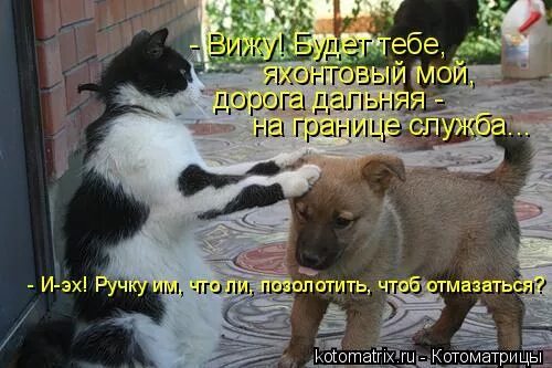 яхонтовый мой