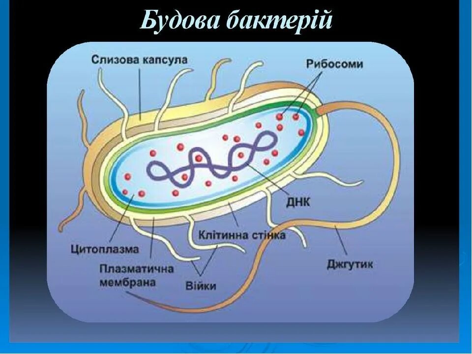 На каком рисунке изображена клетка бактерий. Строение бактериальной клетки. Структурные компоненты бактериальной клетки. Строение бактериальной клетки спириллы. Бактериальная клетка строение с подписями.
