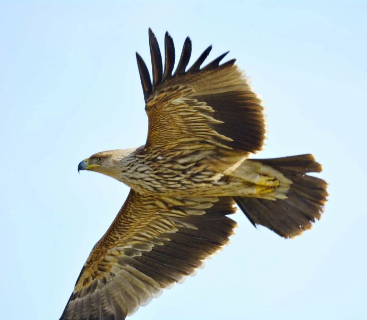 Императорский орел. Императорский орел. Орел-могильник (aquila heliaca. Могильник птица орлы. Императорский орел.