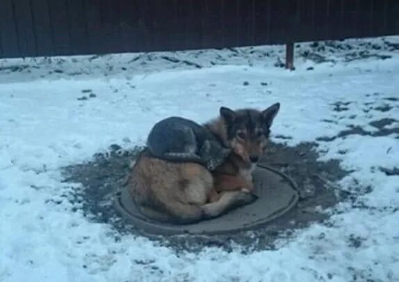 Люк друг. Собака и кошка бездомные зима. Бездомные животные мерзнут.