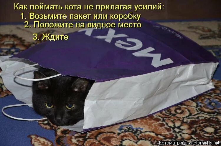 Догони кота. Поймать кота. Как поймать кота. Поимка кота.