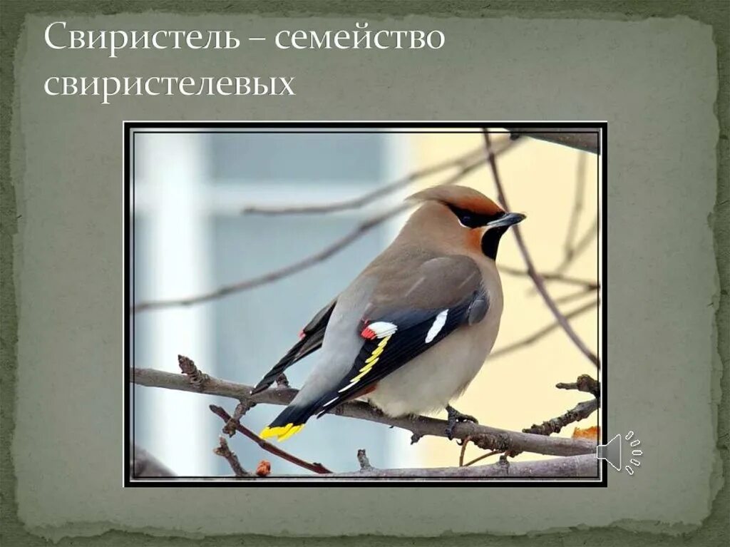 Свиристель ареал. Свиристель презентация. Птицы средней полосы свиристель. Свиристель вид сбоку. Слово свиристел