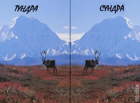 Лев прав. Шутка ты прав я лев. Левые и правые мем. Мемы туда сюда. Судак тудак картинка.