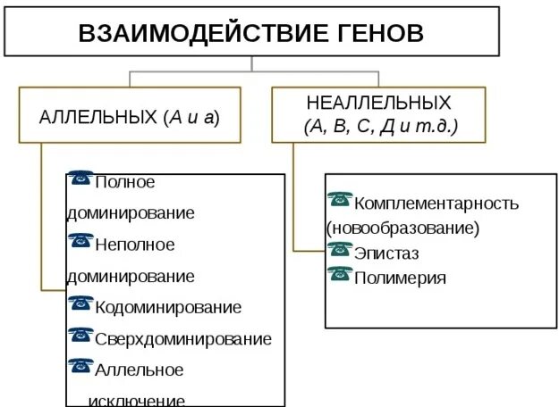 Взаимодействие аллельных генов схема. Неаллельное взаимодействие генов таблица. Аллельные и неаллельные взаимодействия генов. Схема типы взаимодействия аллельных генов. Полное доминирование аллельных генов