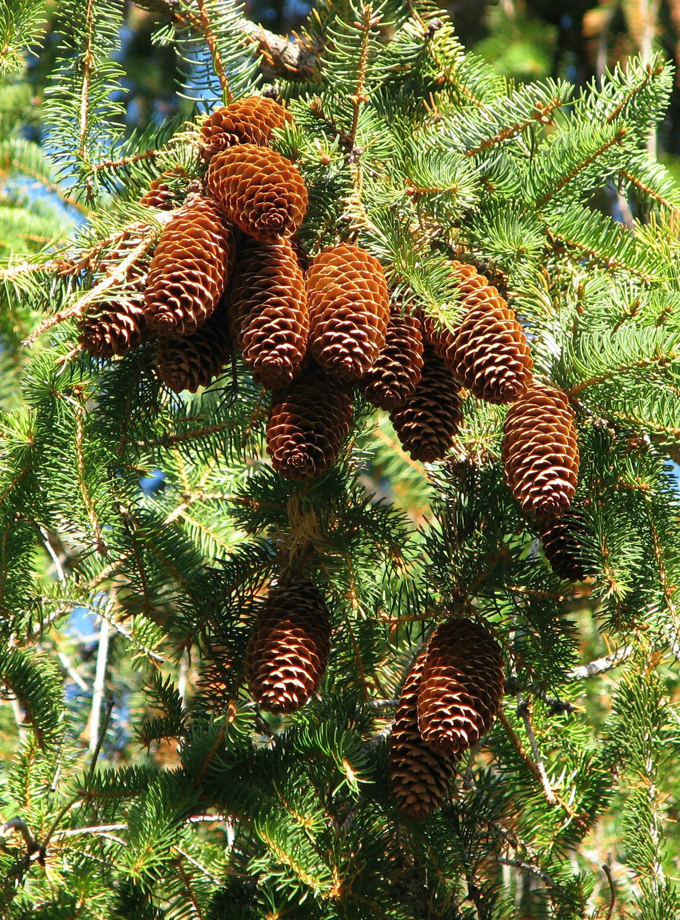 Ель Аянская шишки. Канадская пихта. Picea Abies шишка. Пихта Лесная. Какие есть экзотические ели