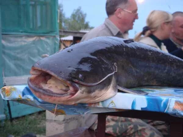 Гигантские рыбы. Самый большой сом. Ловля сома на дону. Рыба в волге. Самый большой сом.