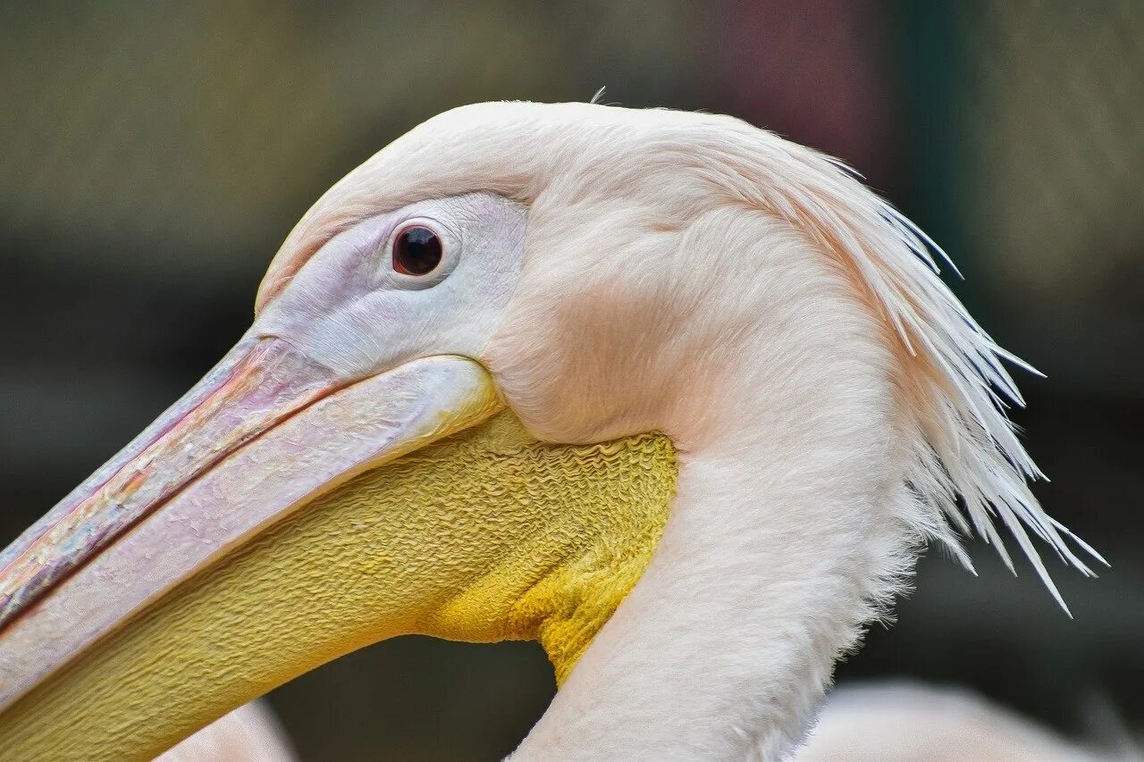 Рыба из клюва пеликана геншин. Клюв пеликана. Pelikan клюв птица. Пеликан с открытым клювом. Пеликан с большим клювом.