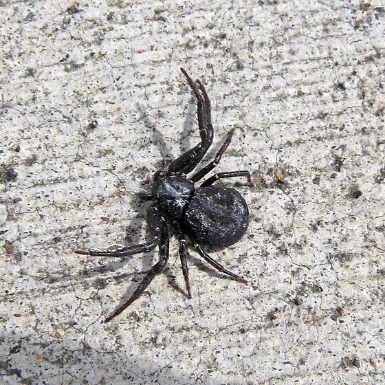 Клещи краба. Coriarachne depressa паук. Черный паук д6д. Черный паук краб. Черный паук похожий на краба.