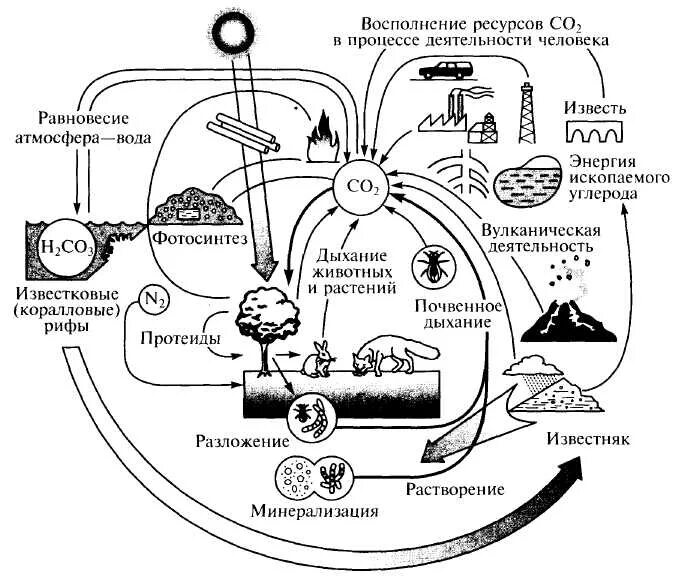 Схема круговорота углекислого газа. Биологический круговорот углерода схема. Биогеохимический цикл углерода схема. Круговорот углерода в природехема. Круговорот углерода схема биология.