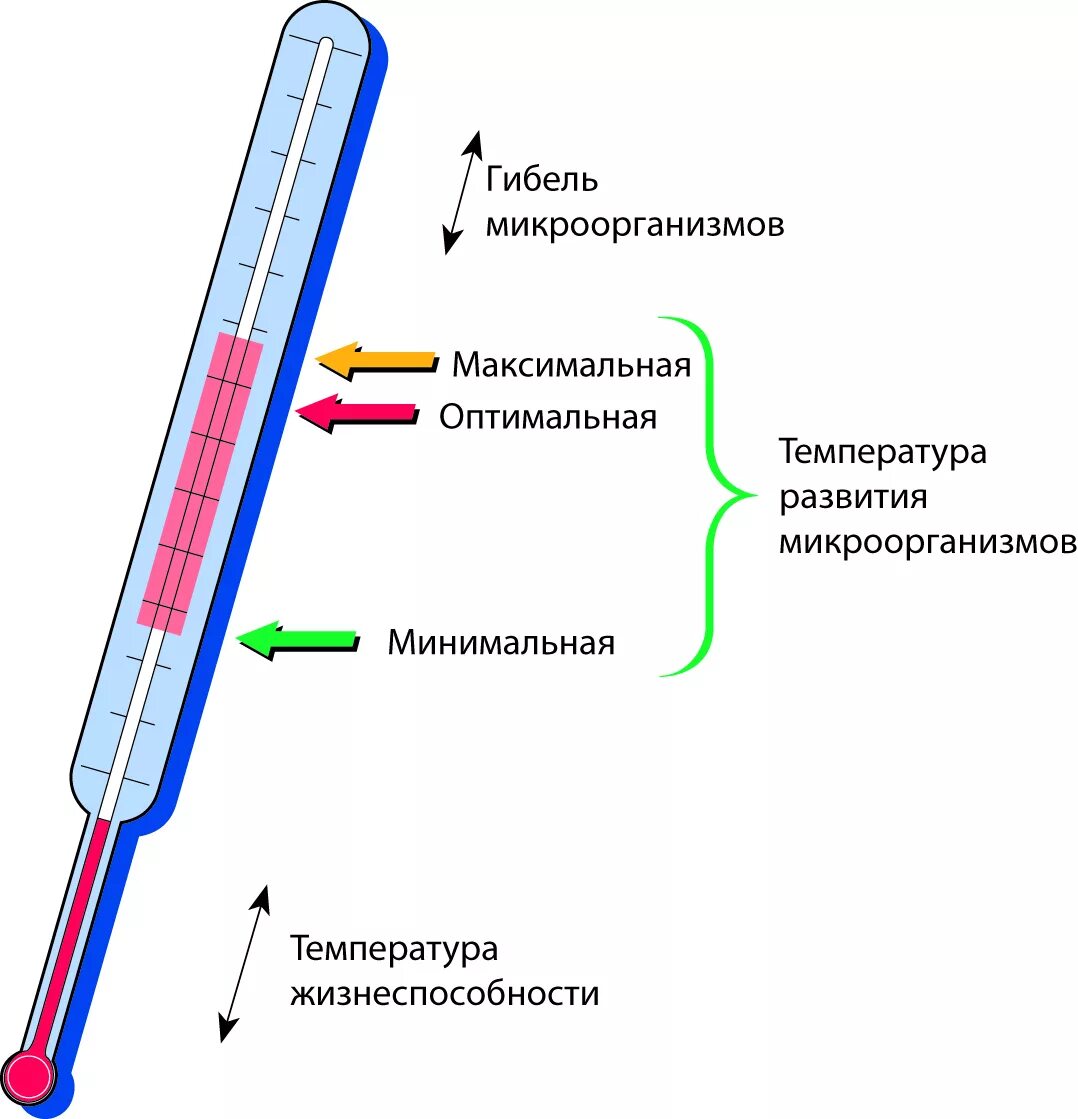 Какая температура под пленкой. Температура развития микроорганизмов. Микробиология низкие и высокие температуры. Температура роста микроорганизмов. Температура культивирования бактерий.