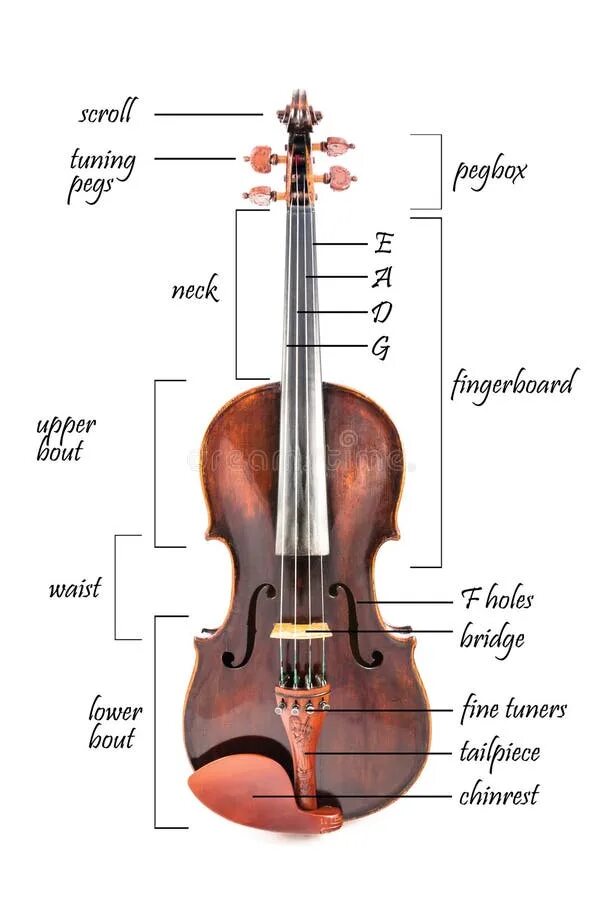 Детали скрипки. Строение скрипки. Название частей скрипки. Детали скрипки названия. Как называют скрипку