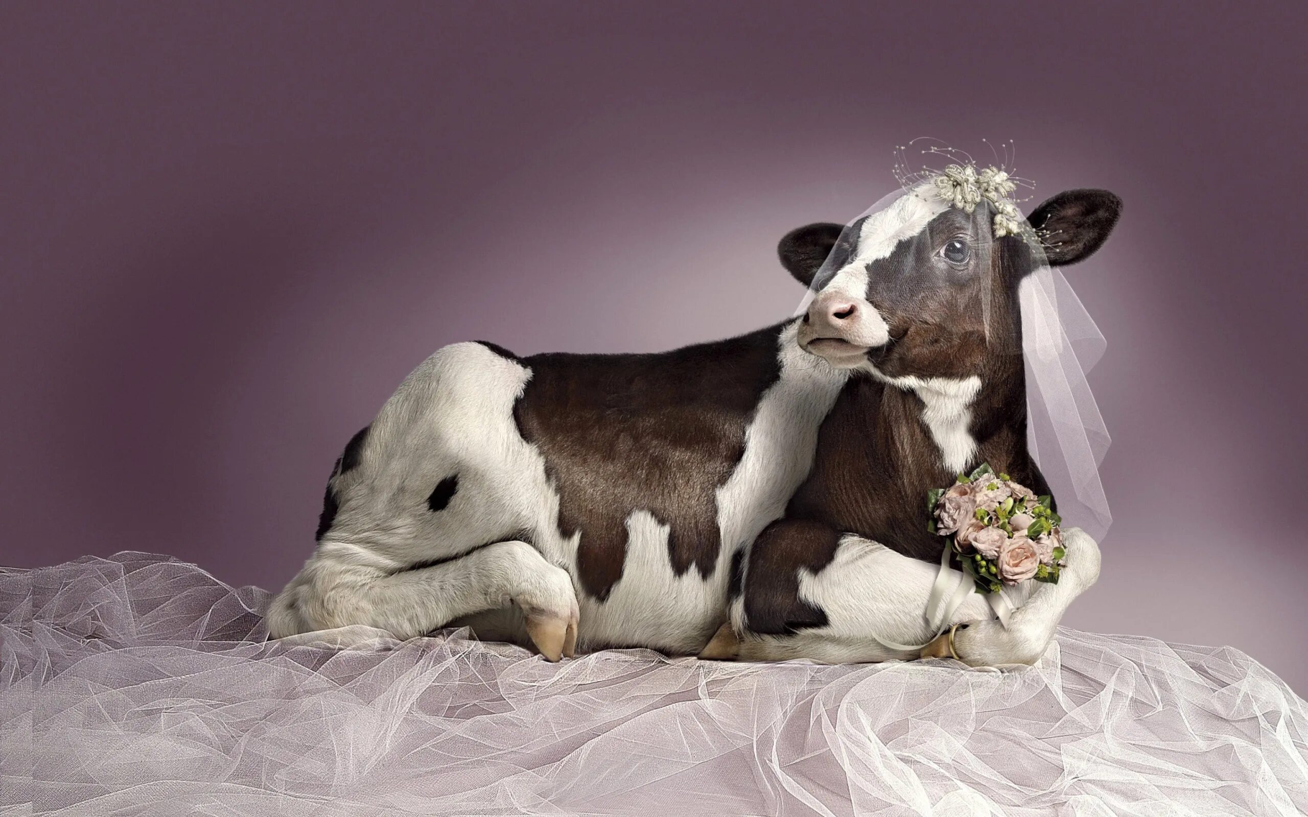 Женщина коровка. Красивая корова. Нарядная корова. Милые коровы. Корова невеста.