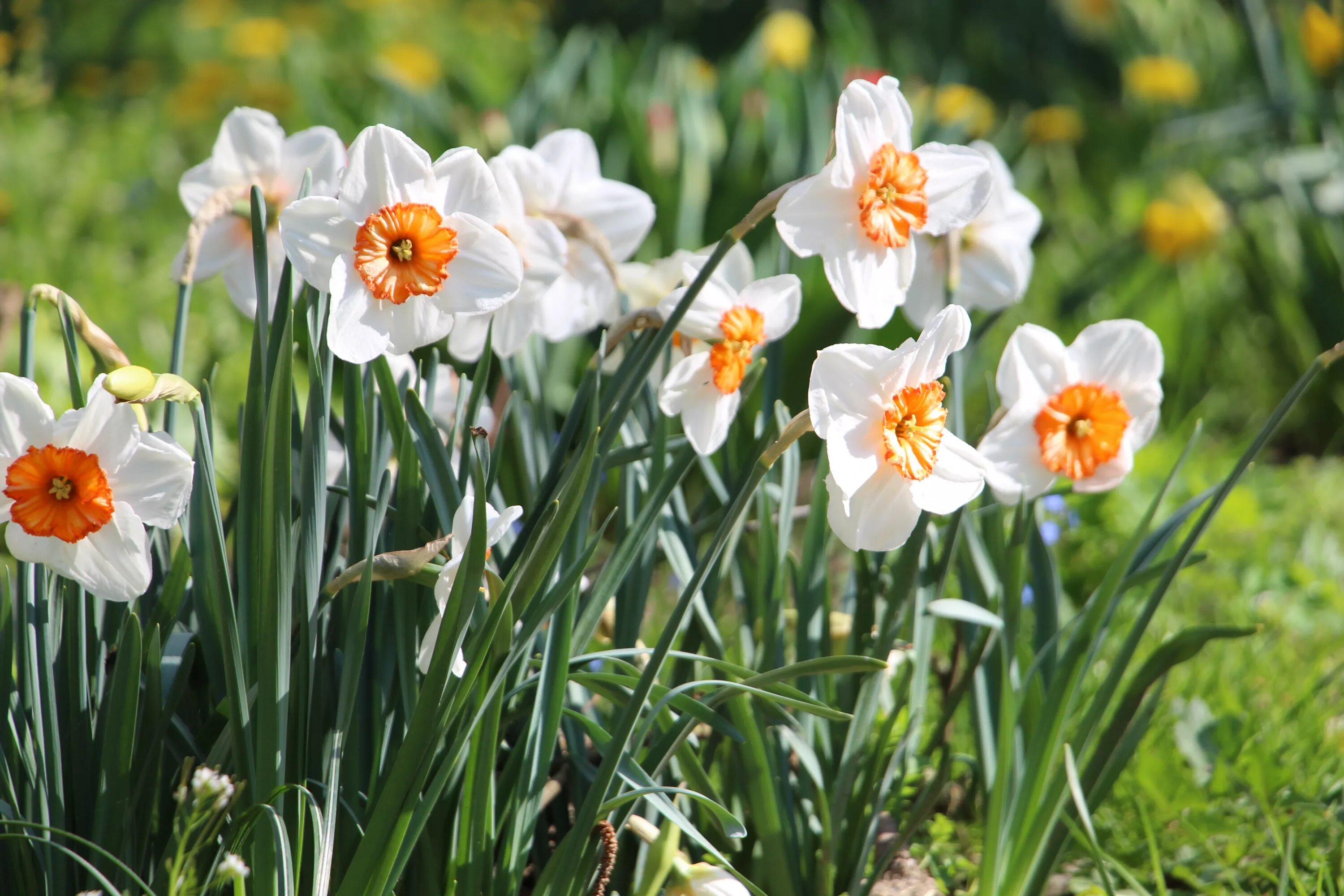 Daffodil Нарцисс. Нарцисс спринг Сан. Нарцисс (растение). Orangery Нарцисс. Нарцисс какое растение