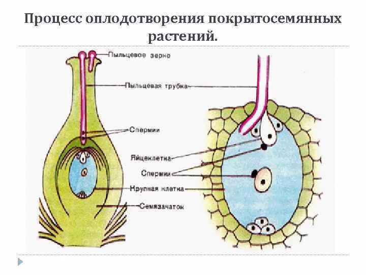 ОБЩАЯ ХАРАКТЕРИСТИКА ПОКРЫТОСЕМЕННЫХ (ЦВЕТКОВЫХ) РАСТЕНИЙ