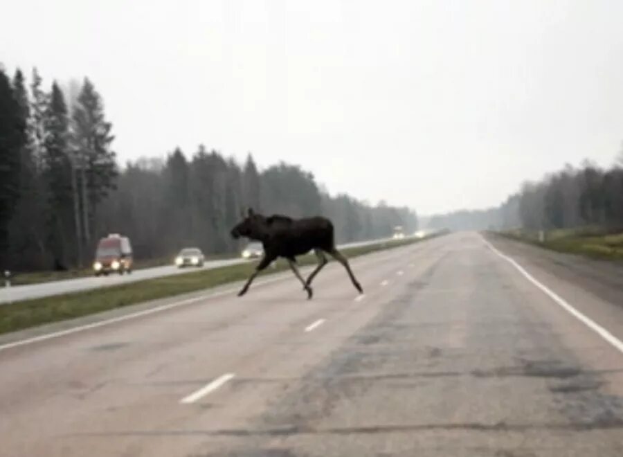 Новости лосей. Олень на дороге. Олень выбежал на дорогу.