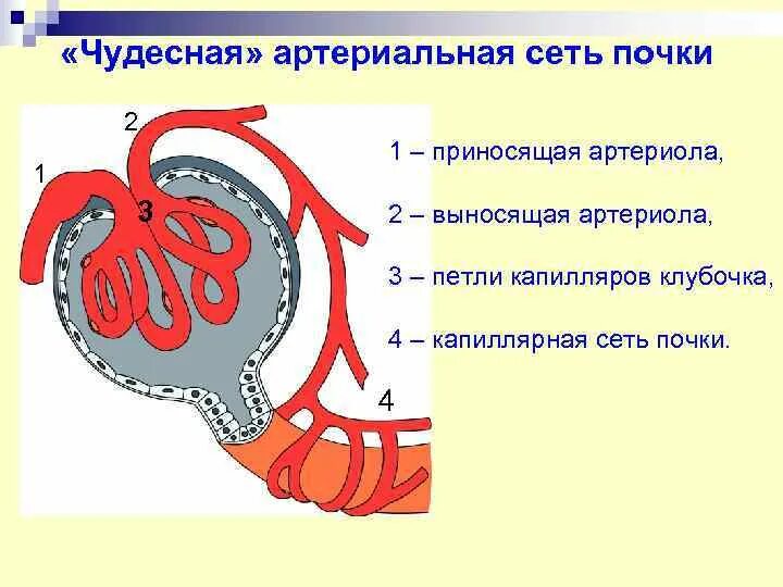 Кровоснабжение почки чудесная сеть. Чудесная сеть почки нефрон. Чудесная артериальная сеть. Схема чудесной артериальной сети почки. Выносящая артериола почки