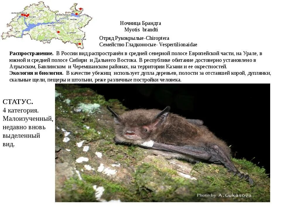 Ночница Брандта (Myotis brandtii (Eversmann, 1845)). Ночница Брандта красная книга. Ночница Брандта усатая. Обыкновенная ночница. Ночница красная книга