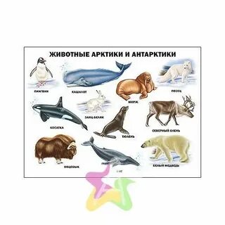 Антарктида животные и растения