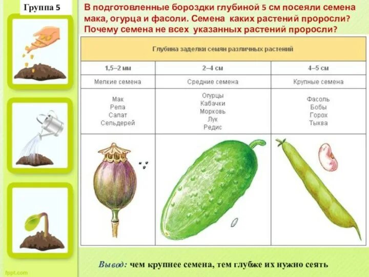 Глубина заделки семян таблица. Таблица по биологии 6 класс прорастание семян. Глубина заделки семян овощных культур таблица. Условия необходимые для прорастания семян таблица. Практическая работа определение всхожести семян культурных растений