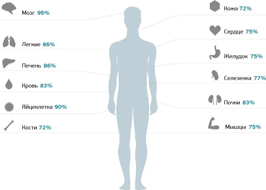 Сколько воды содержит. Человек состоит из воды. Вода в организме человека. На сколько человек состоит из воды. Вода в теле человека.