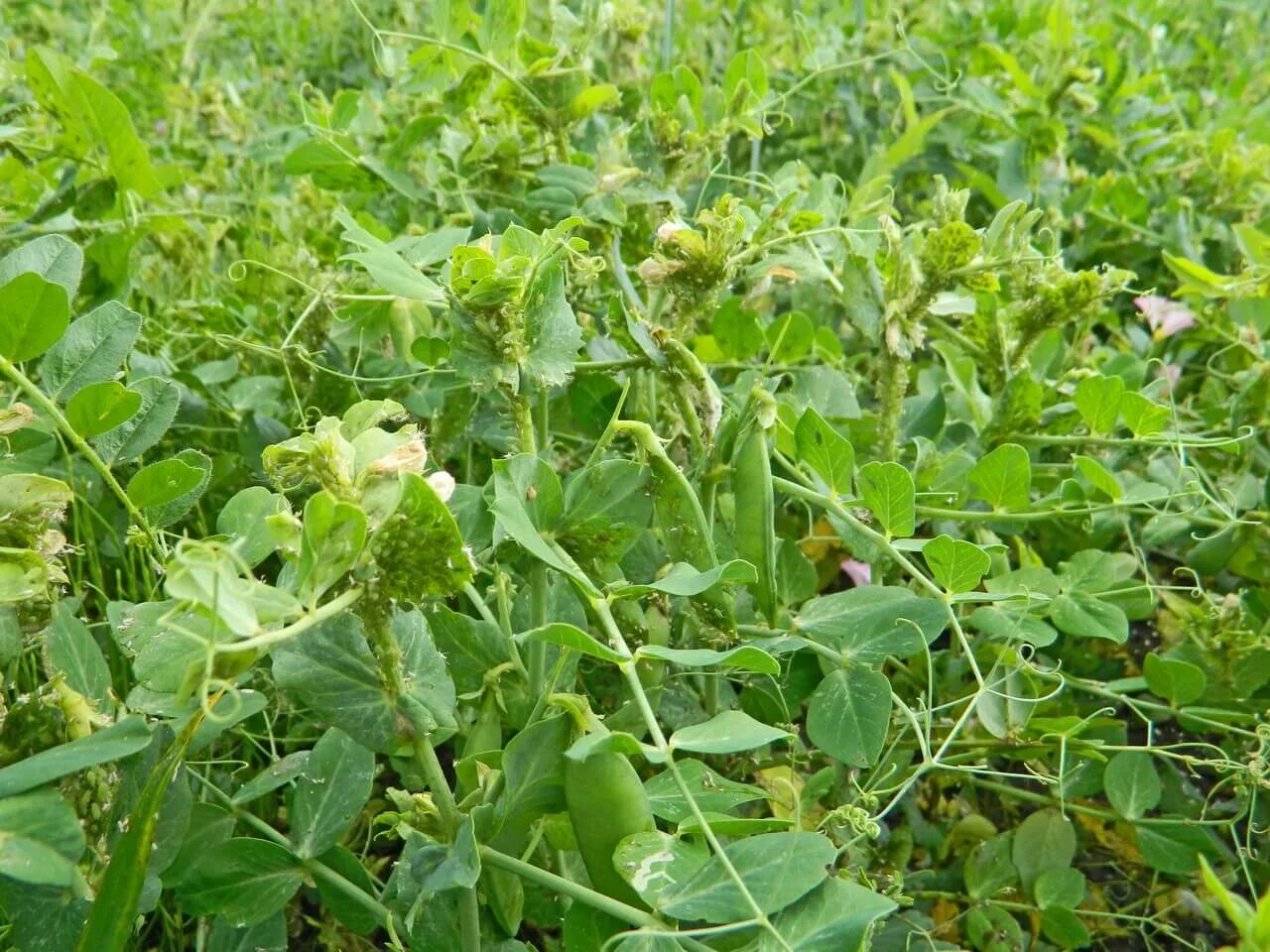 Тля Гороховая (Acyrthosiphon Pisum. Люцерна сорняк. Гороховая тля личинка. Аскохитоз гороха.