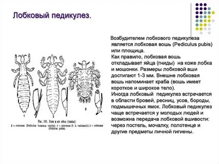 Возбудитель педикулеза является