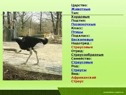 Систематический таксон птиц