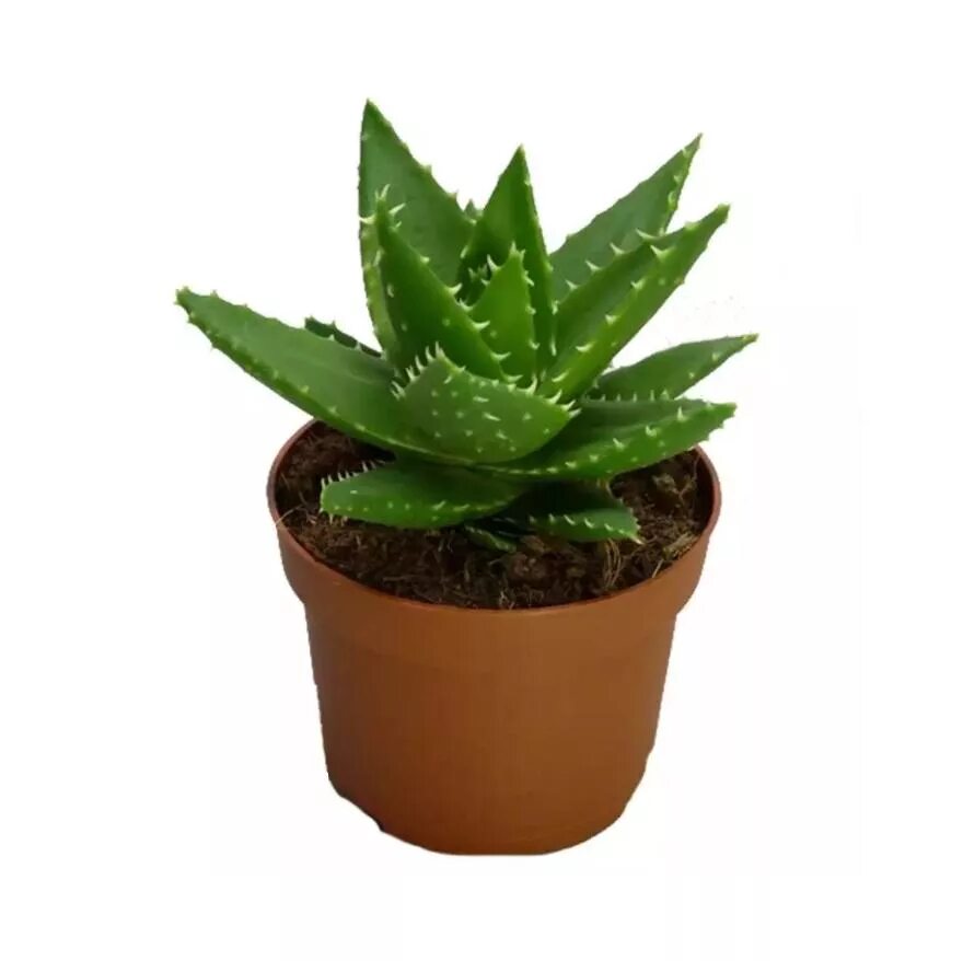 Алое куплю в москве. Алоэ Митриформис. Алоэ колпачковидное Aloe mitriformis. Суккулент алоэ Митриформис.