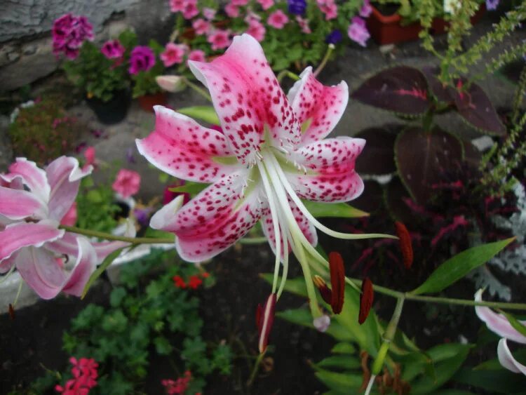 Лилия прекрасная рубрум. Лилия speciosum rubrum. Лилия видовая Специозум рубрум. Лилия speciosum rubrum видовая Лилия.