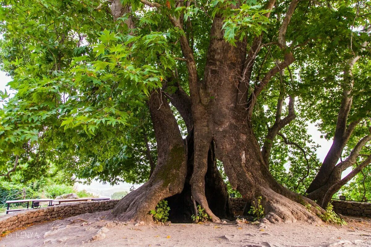 Что такое чинара. Платан Чинара дерево. Платан Восточный (Чинар). Дерево Платан Чинар Турция. Платан дерево в Крыму.