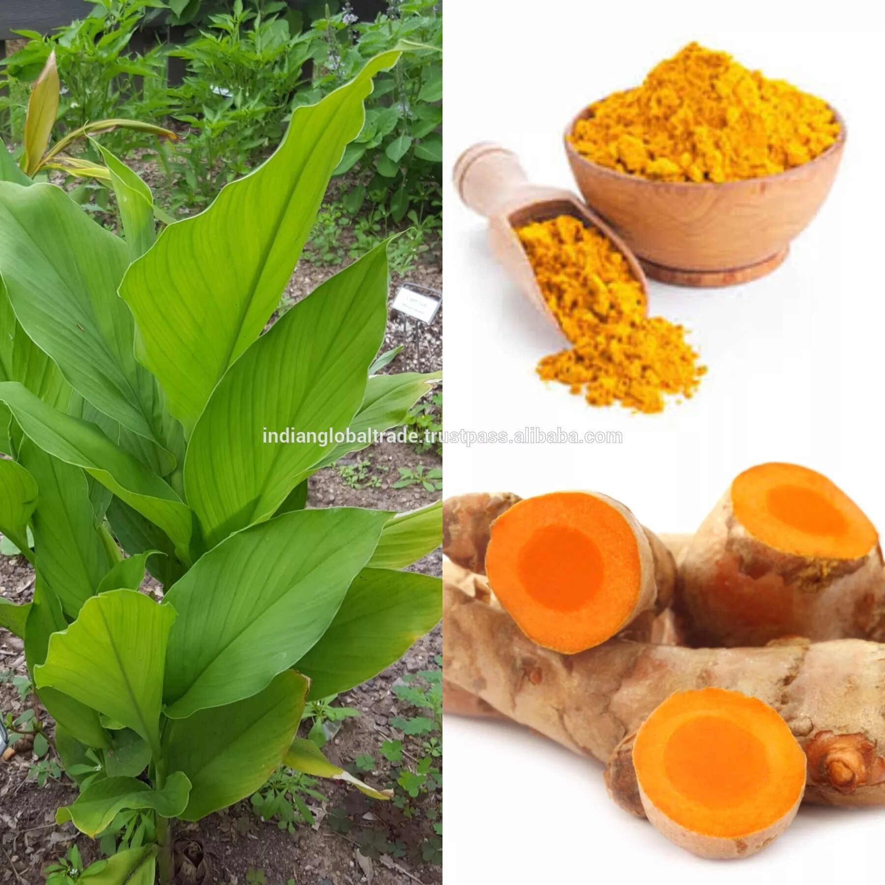 Куркума что за растение. Arum куркума Turmeric. Куркума зеленая. Куркума круглая curcuma leucorrhizae. Dary natury куркума.