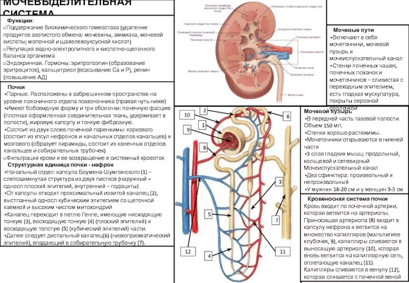 Мочевыделительная система и кожа 8 класс тест. Выделительная система человека строение почки. Функции почек в выделительной системе. Органы выделительной системы почка строение таблица. Выделительная система строение почки ЕГЭ.