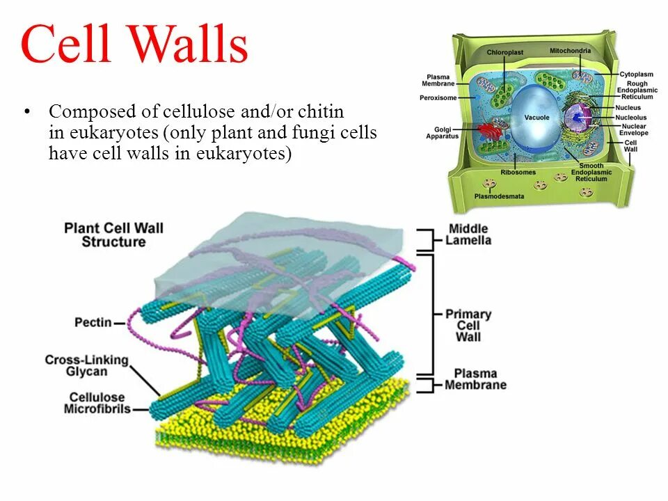 Клеточная стенка. Хитин в клеточной стенке. Клеточная стенка вирусов. Целлюлоза в клеточной стенке.