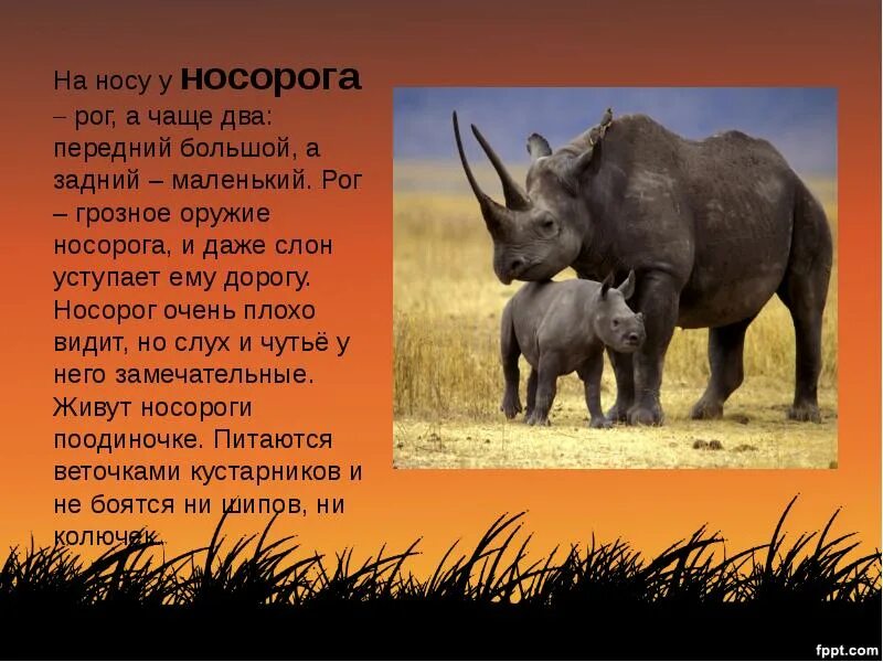 Подробнее о животном мире жарких районов. Животные жарких стран. доклад о животных жарких районов. хищные животные жарких стран. самые интересные факты о носорогах.