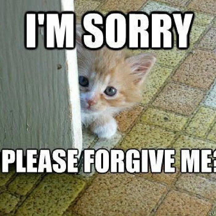 He forgive me. Forgive me Мем. Котик sorry. Сорри кот Мем. Айм сорри Мем.