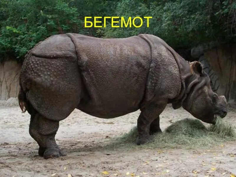 Слон Бегемот носорог. Слон гиппопотам носорог. Слон и Бегемот.