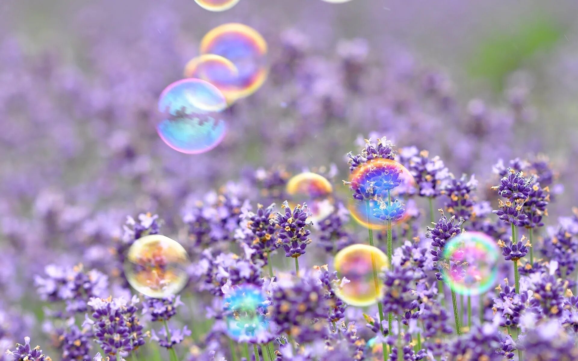 Летний фон для рабочего стола. Цветные мыльные пузыри. Мыльные пузыри и цветы. Позитивная заставка на рабочий стол. Рабочий стол настроение