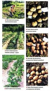 Сорт шарвари пирошка характеристика