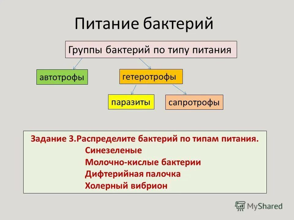 Три группы бактерий. Группы бактерий. Питание бактерий группы. Типы питания бактерий. Группы бактерий по типу питания.