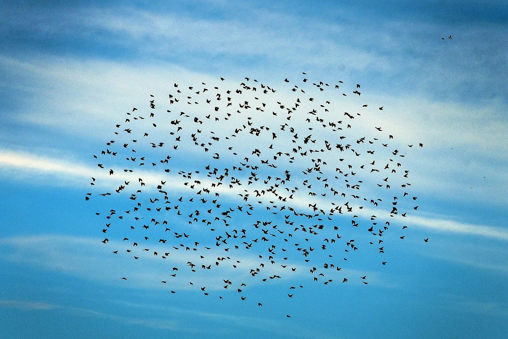 Flock of birds. Стая птиц. Птицы разлетаются. Стая мелких птиц. Скворцы стая.