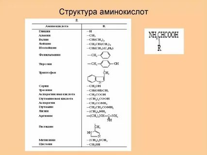 Сколько различных аминокислот входит в состав