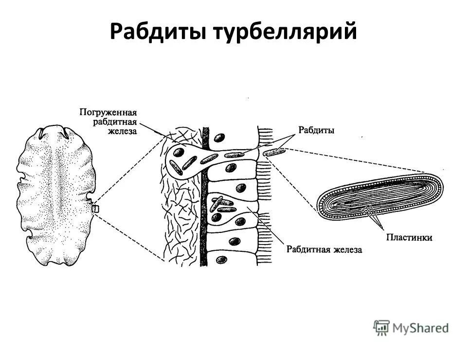 Внешнее строение молочной планарии. Биология 7 класс системы органов плоских червей. Свободноживущие плоские черви рис 47. Класс ресничные черви строение тела. Ресничные плоские черви внешнее строение.