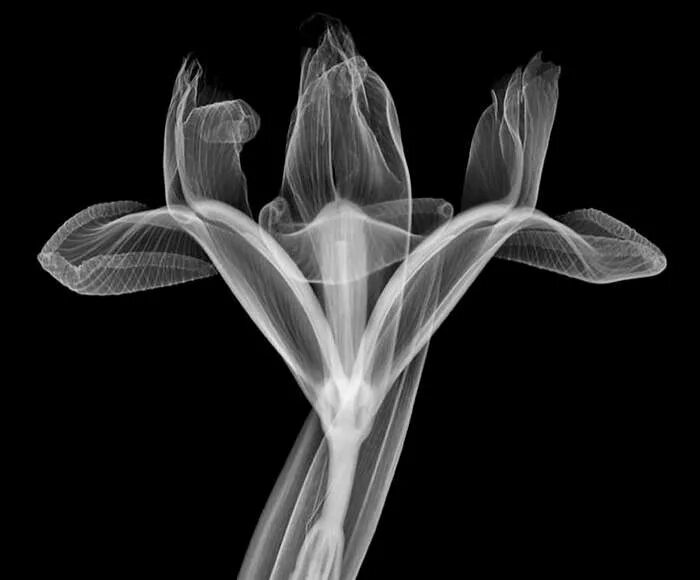 Рентген nick veasey. Рентгеновский снимок человека. Насквозь прозрачный. Снимок скелета. Насквозь прозрачный.