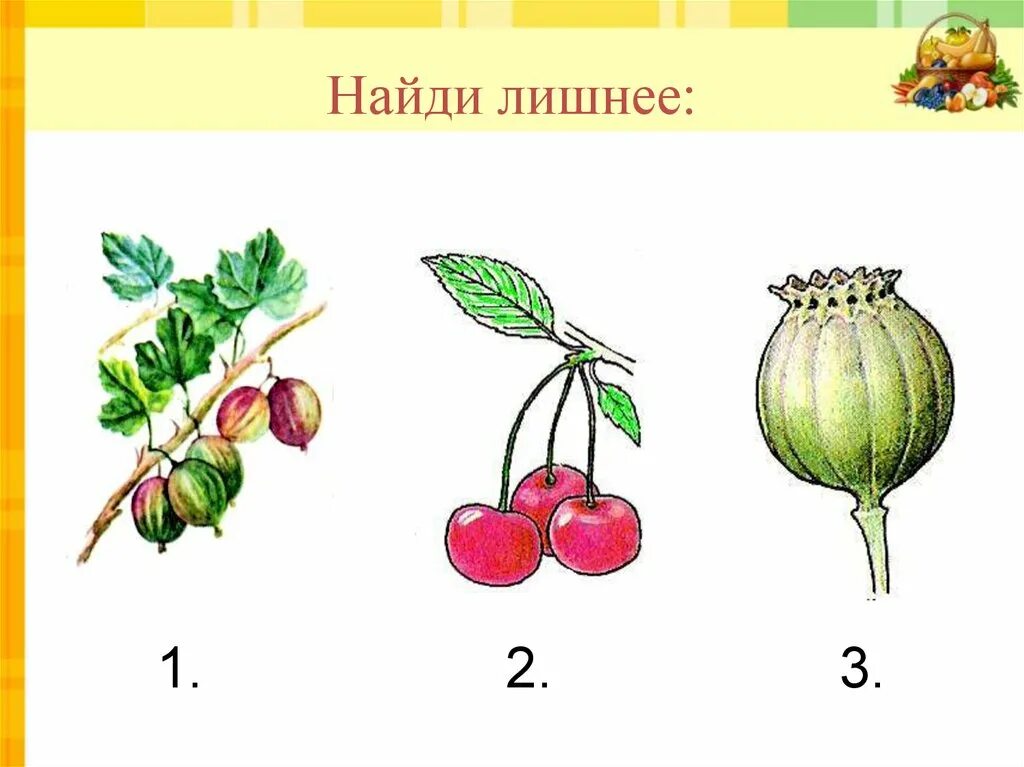 Найди лишнее. Карточки с заданиями плоды. Типы плодов Найди лишнее. Определи, какой плод лишний.