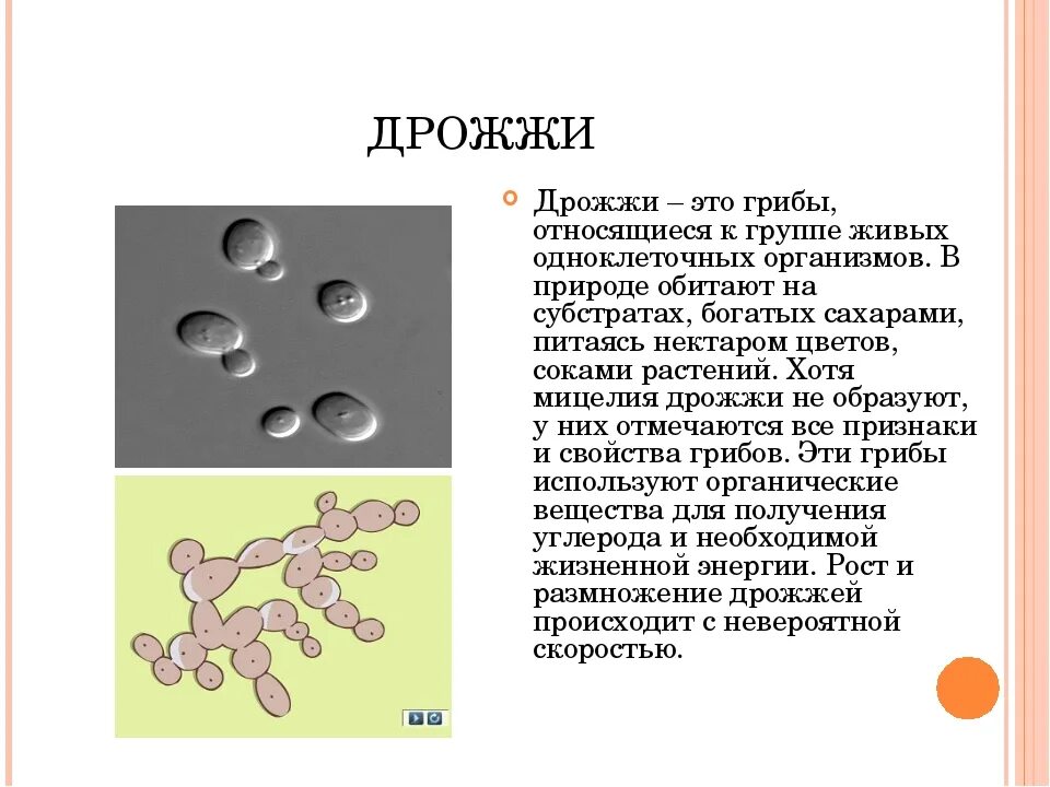 Дрожжи живые организмы. Дрожжи классификация биологическая. Размножение дрожжей микробиология. Размножение дрожжей 5 класс биология. Дрожжи относится к плесневым грибам.