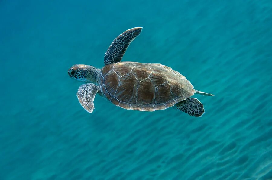 животные в космосе черепахи. черепахи в космосе. полет черепах. черепаха. 15 сентября 1968 зонд-5.